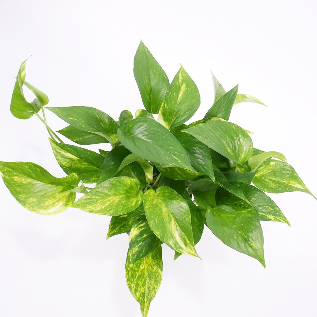 NS-4苗（12Φ・4号）ポトス　ゴールド