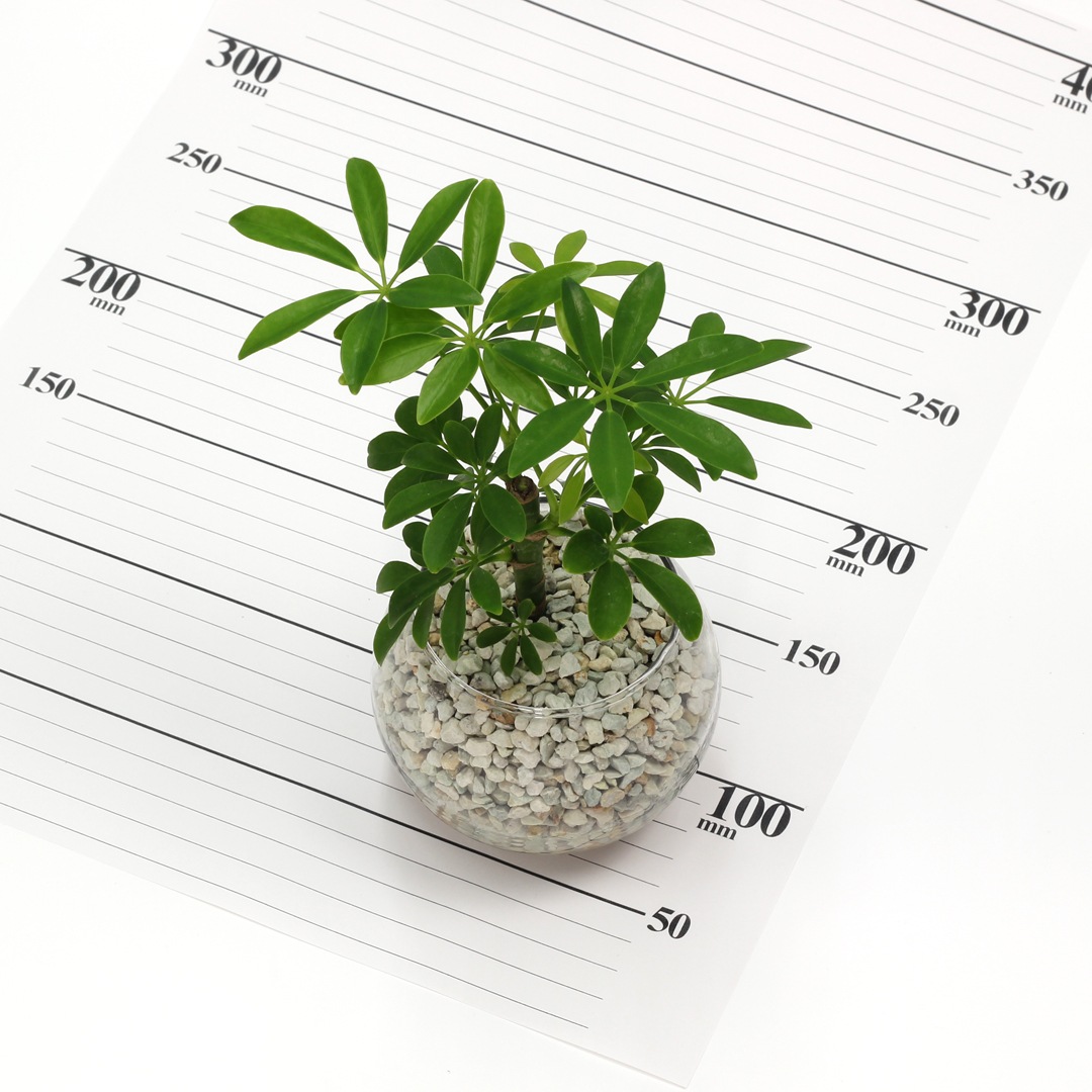 バルンボール100　ピュアライト植え　ホワイト　【シェフレラ】