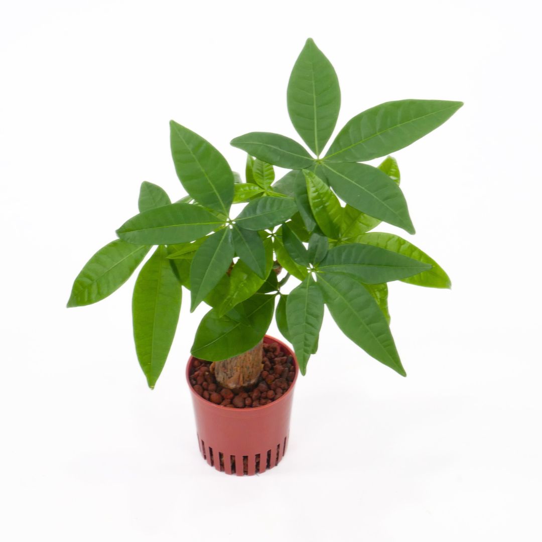 ハイミニ苗（9Φ・３号）パキラ 朴タイプ