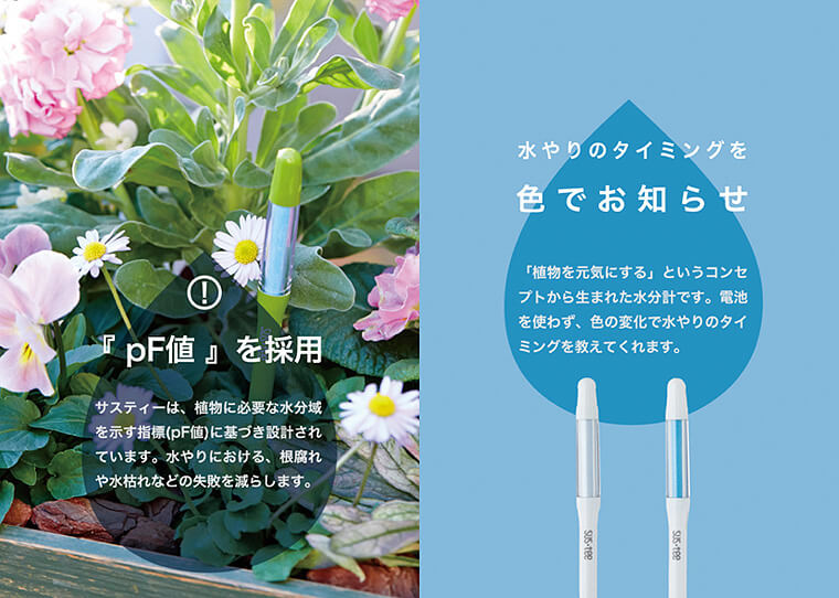 【色が選べる】バルンボール100　カラーサンド植え【パキラ】水やりチェッカーサスティー付き