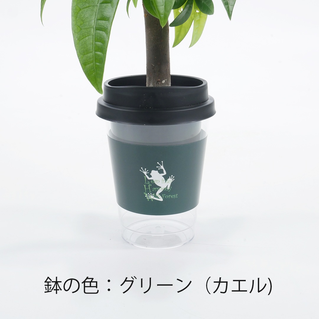 【鉢が選べる】NEOカフェカップトール【コルジリネ】