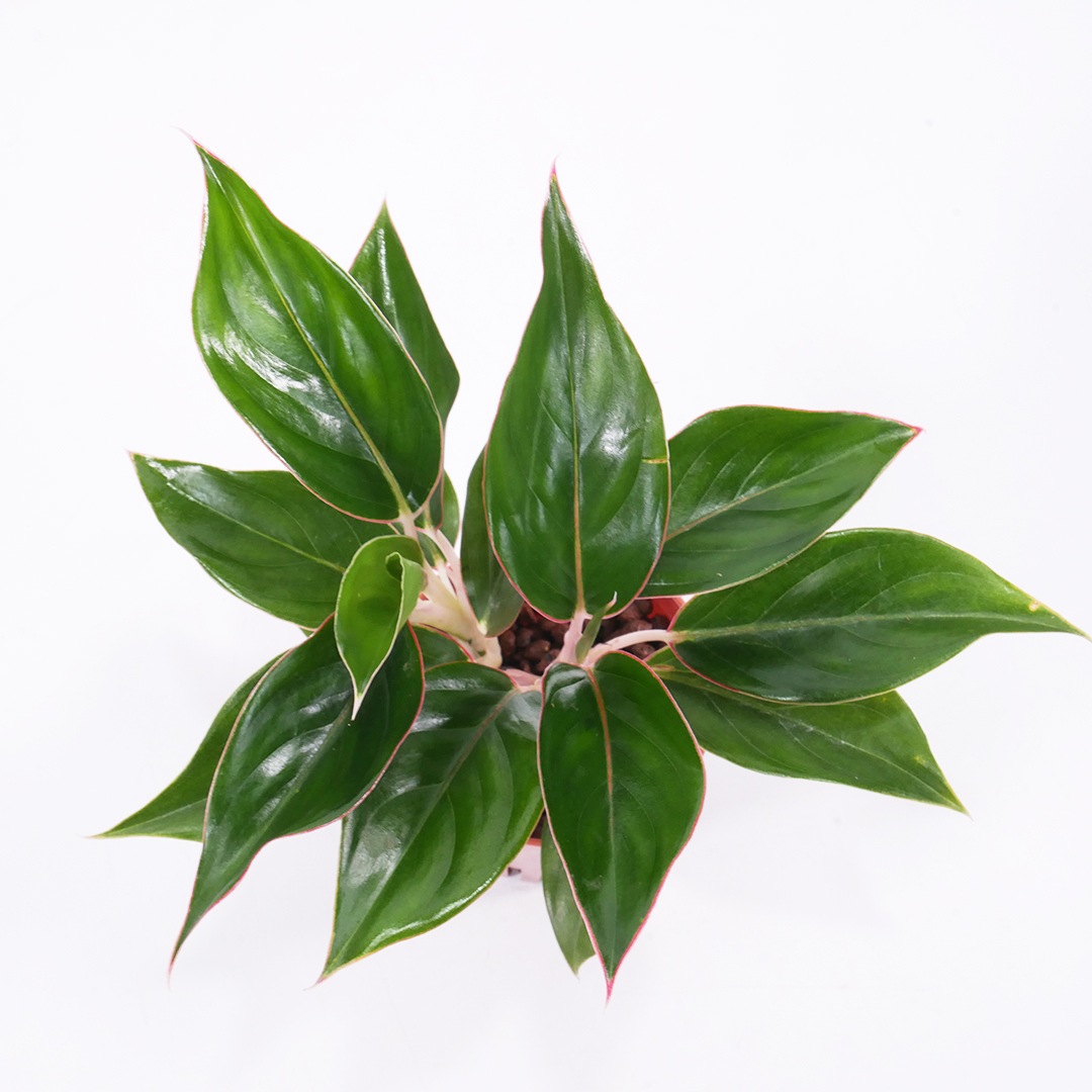 ハイミニ苗（9Φ・３号）アグラオネマ サファイア