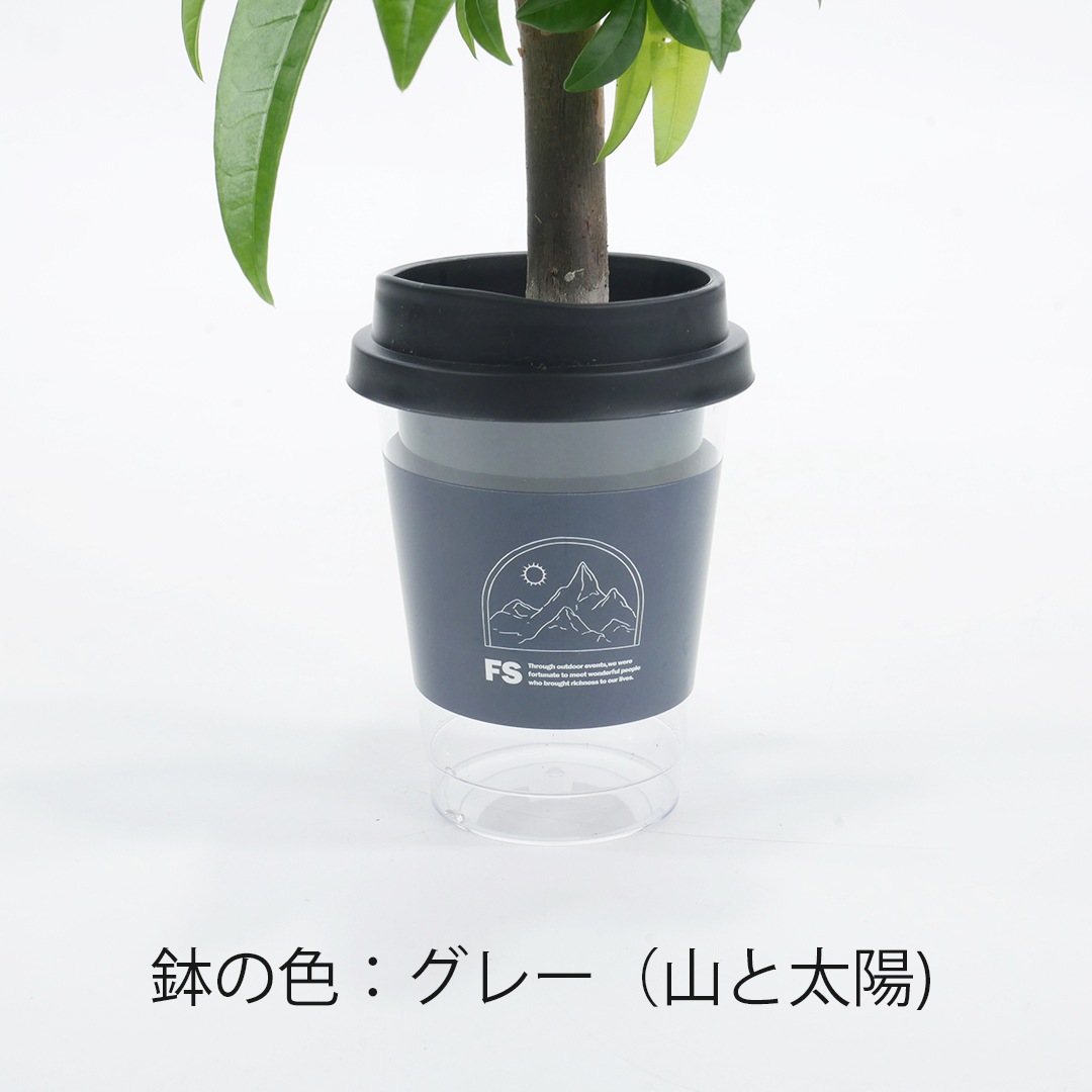 【鉢が選べる】NEOカフェカップトール【サンセベリア ステレット】