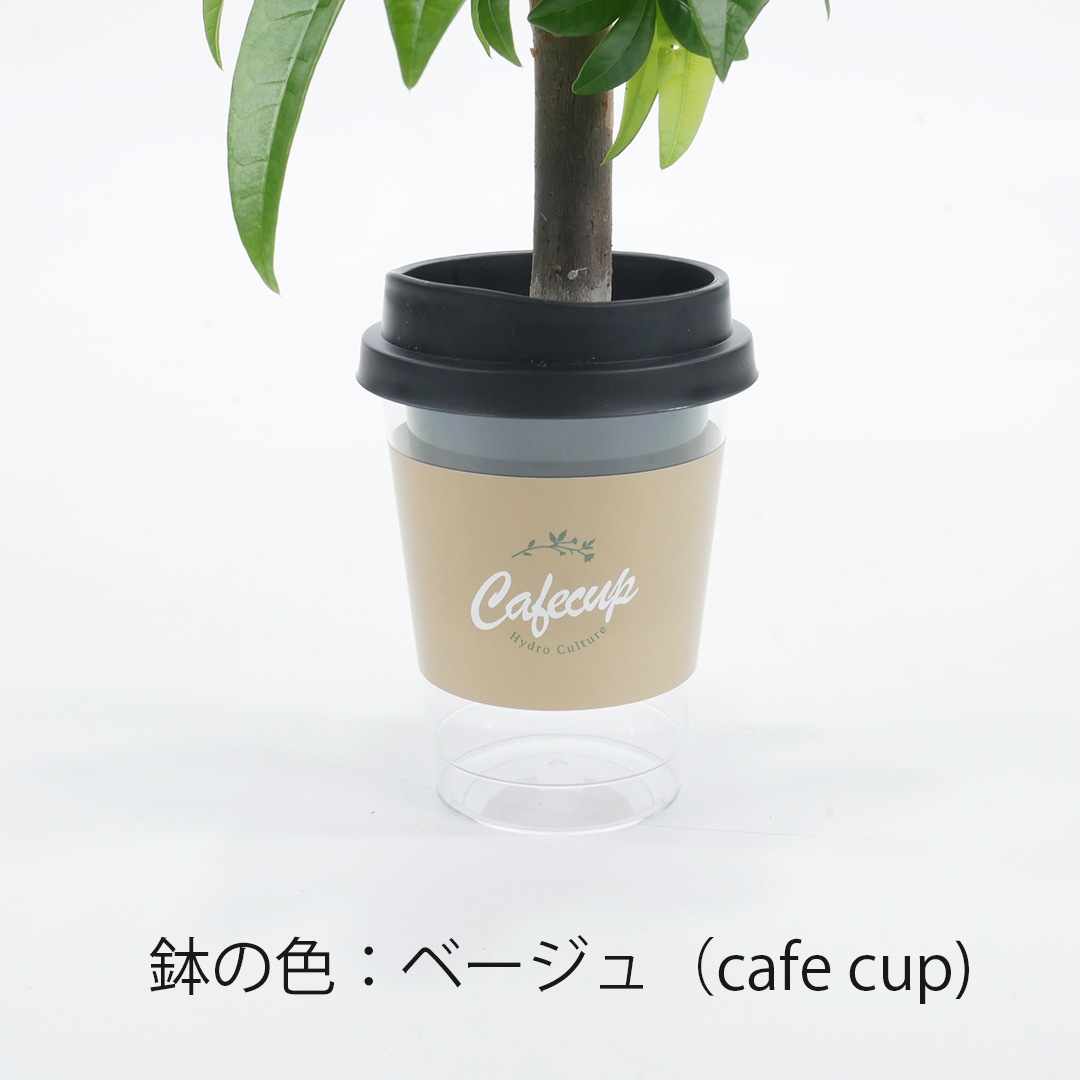 【鉢が選べる】NEOカフェカップトール【サンセベリア ステレット】
