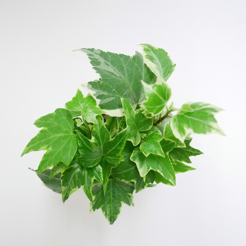 キュート苗（6Φ・2号）ヘデラ（アイビー） ホワイトリップル