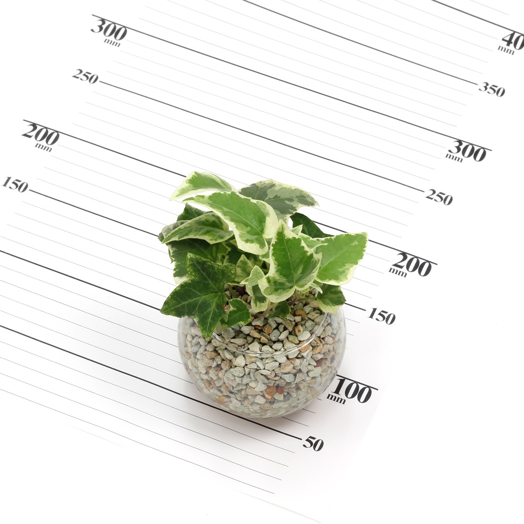 バルンボール100　ピュアライト植え　ホワイト　【ヘデラ（アイビー）】販売時期：12月頃-5月頃