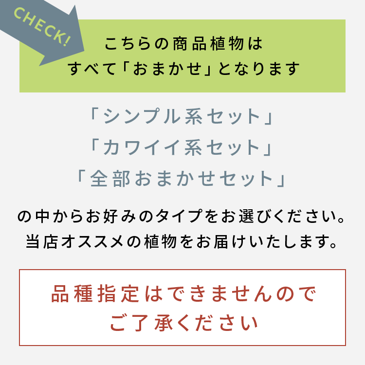【送料無料】キュートビビ　3個【鉢色選べる】セット　植物おまかせセット