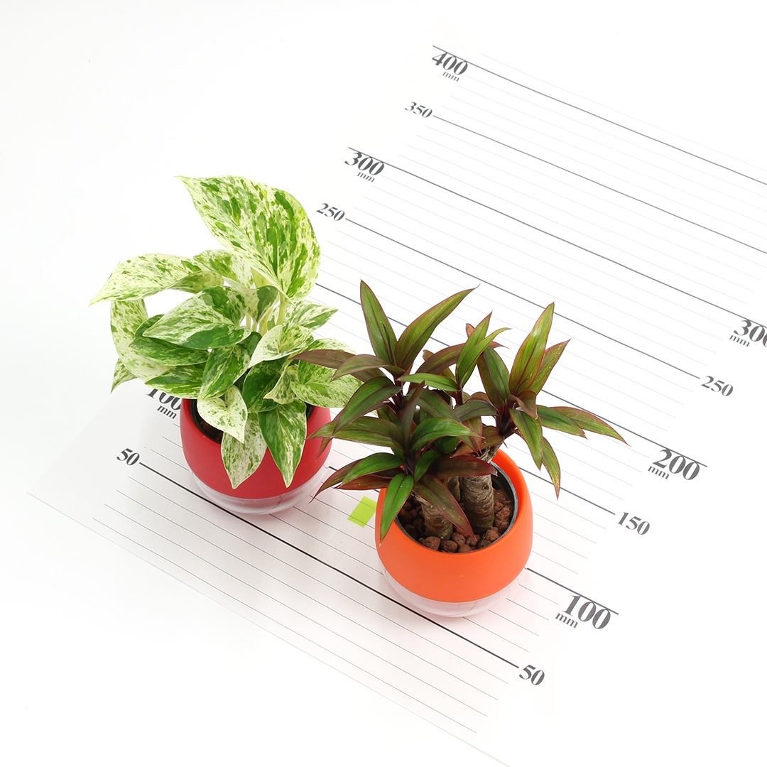 【送料無料】キュートビビ　3個【鉢色選べる】セット　植物おまかせセット