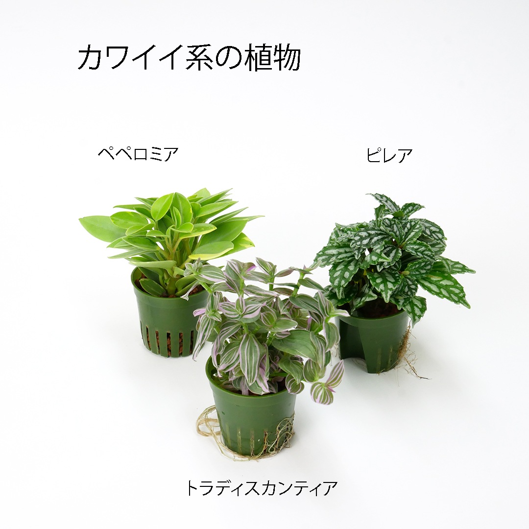 【送料無料】キュートビビ　3個【鉢色選べる】セット　植物おまかせセット