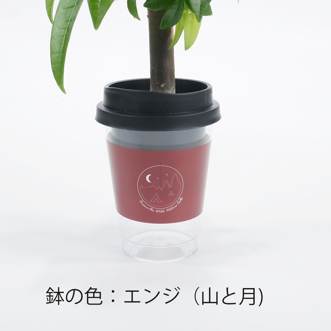 【選べるグリーン＆鉢】NEOカフェカップトール