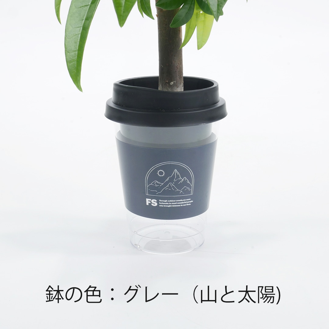 【選べるグリーン＆鉢】NEOカフェカップトール