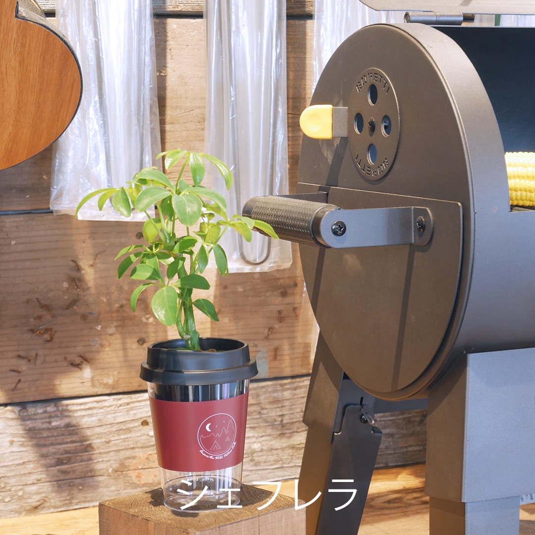 【選べるグリーン＆鉢】NEOカフェカップトール