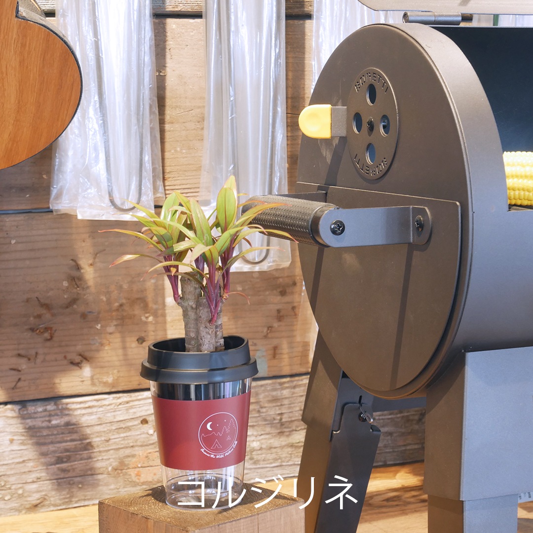 【選べるグリーン＆鉢】NEOカフェカップトール