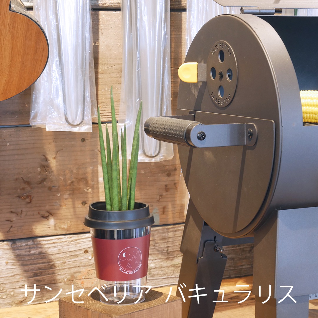 【選べるグリーン＆鉢】NEOカフェカップトール