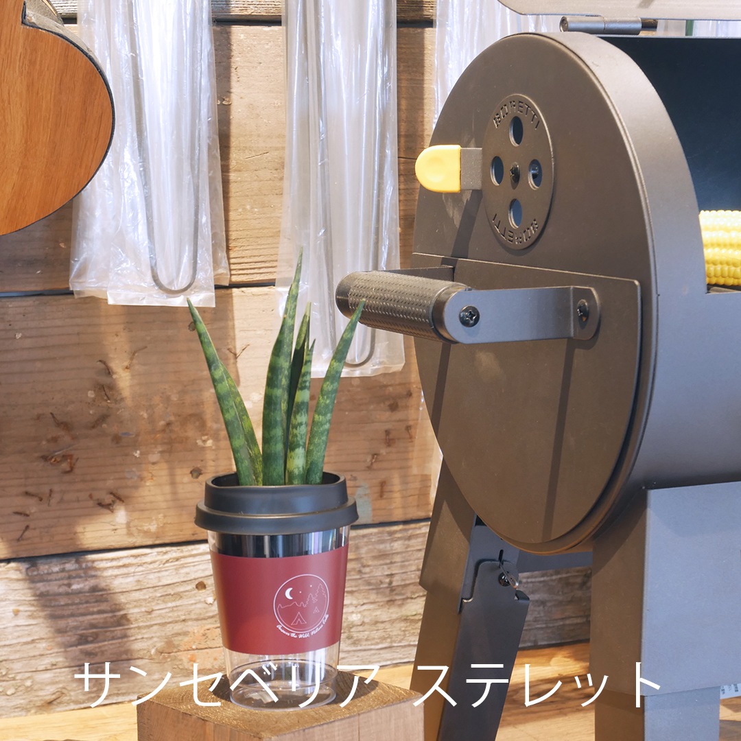 【選べるグリーン＆鉢】NEOカフェカップトール