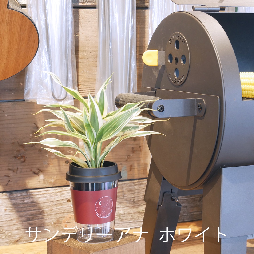 【選べるグリーン＆鉢】NEOカフェカップトール