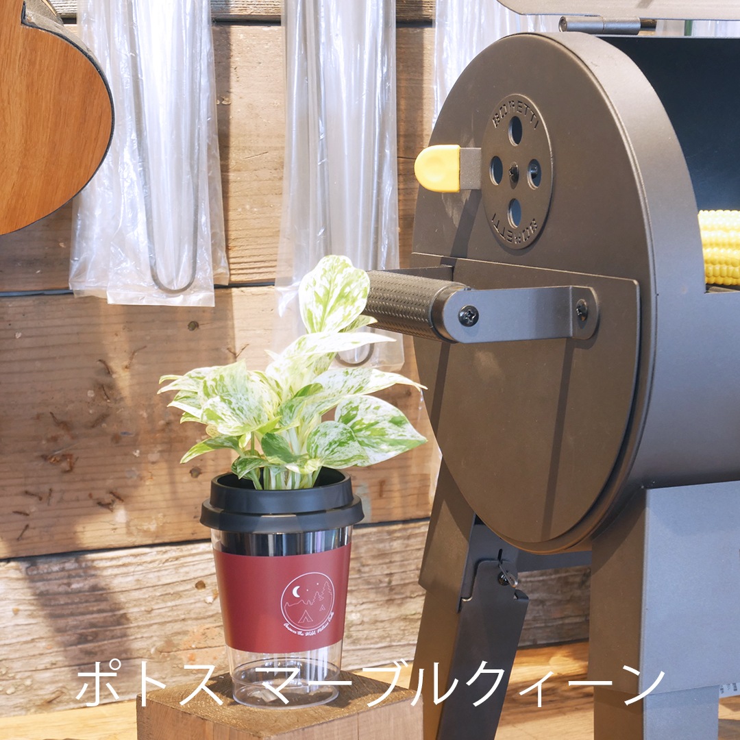 【選べるグリーン＆鉢】NEOカフェカップトール