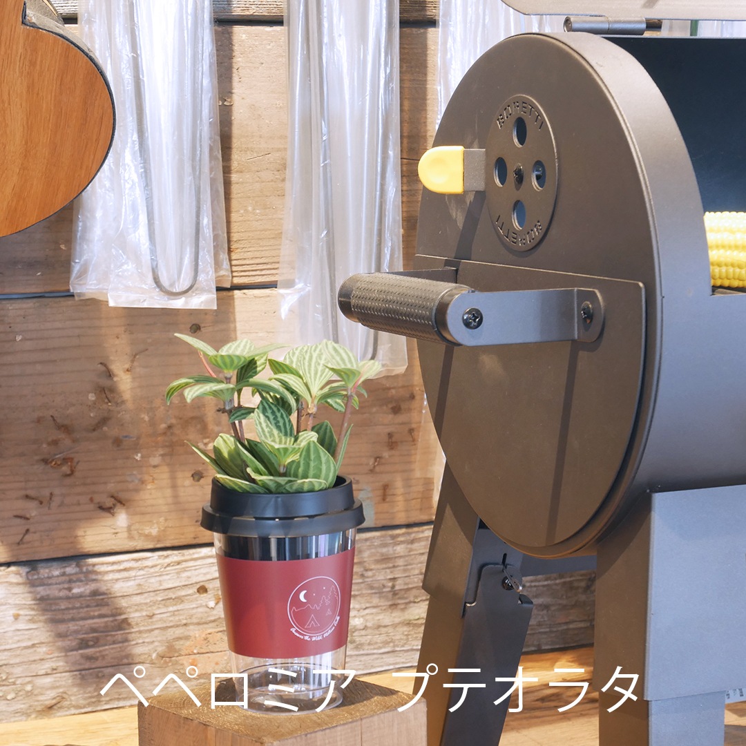 【選べるグリーン＆鉢】NEOカフェカップトール