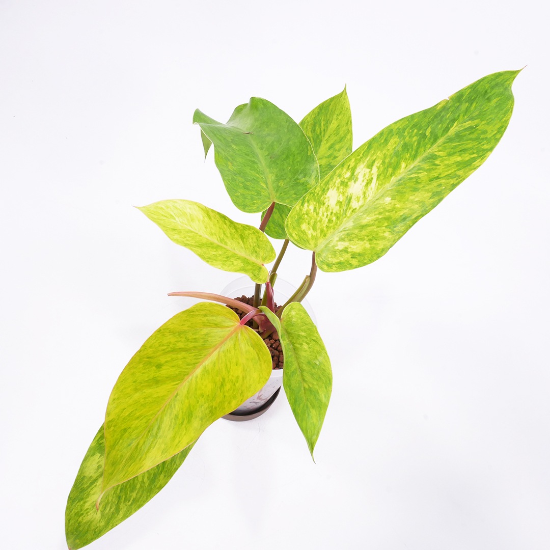 ハイドロ9.0cmL苗フロストポット皿付【フィロデンドロン'ペインテット レディ'】