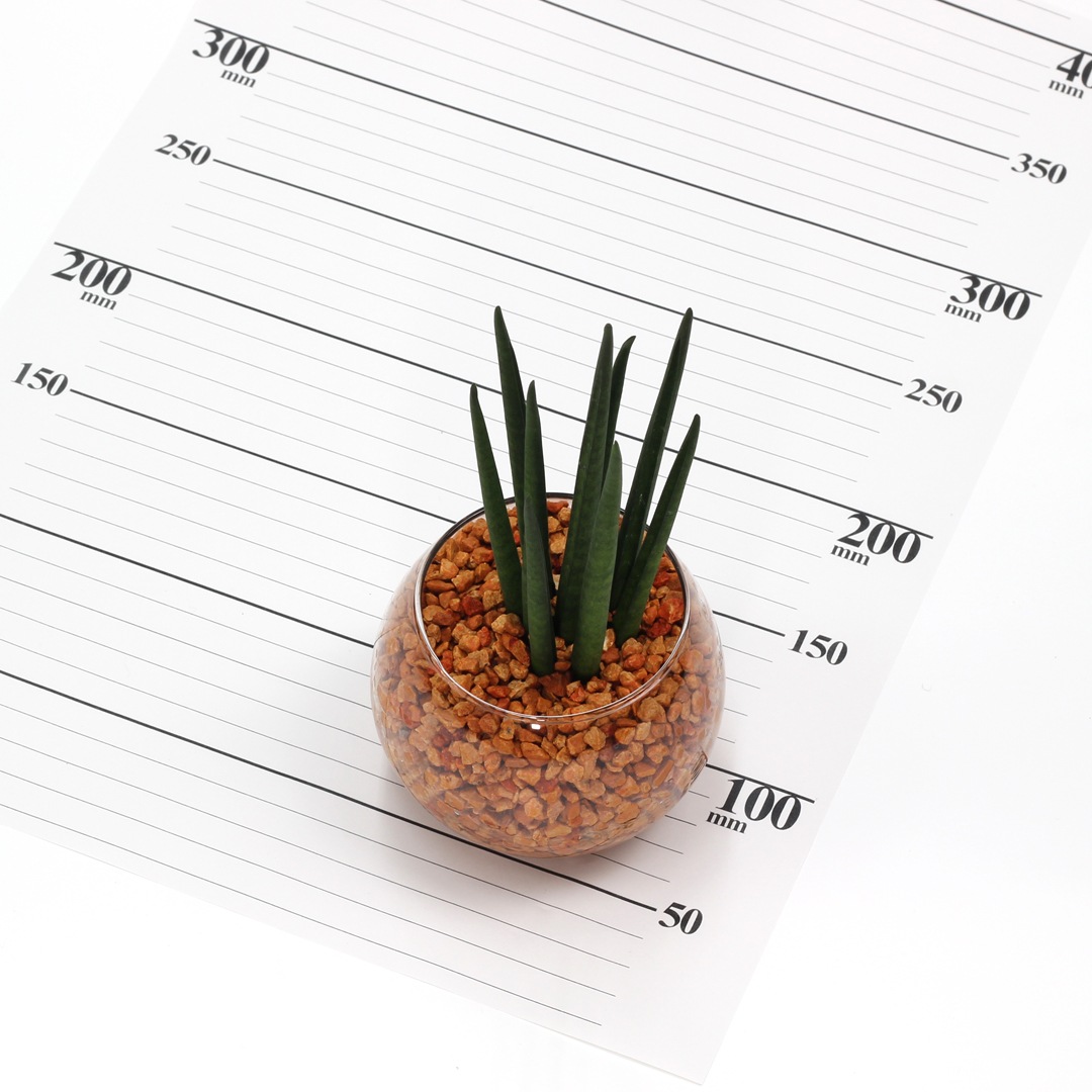 バルンボール100　ピュアライト植え　オレンジ　【サンセベリア　バキュラリス】