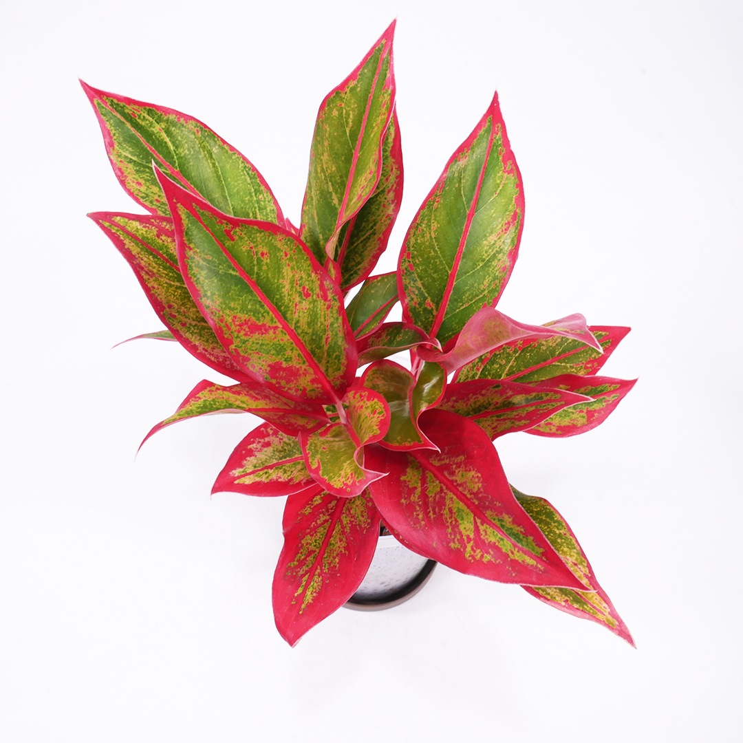 ハイドロ9.0cmL苗フロストポット皿付【アグラオネマ 'サイアムオーロラ'】