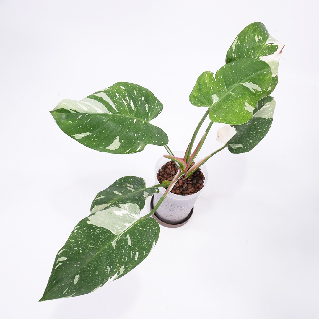 ハイドロ9.0cmL苗フロストポット皿付【フィロデンドロン 'ホワイト プリンセス'】