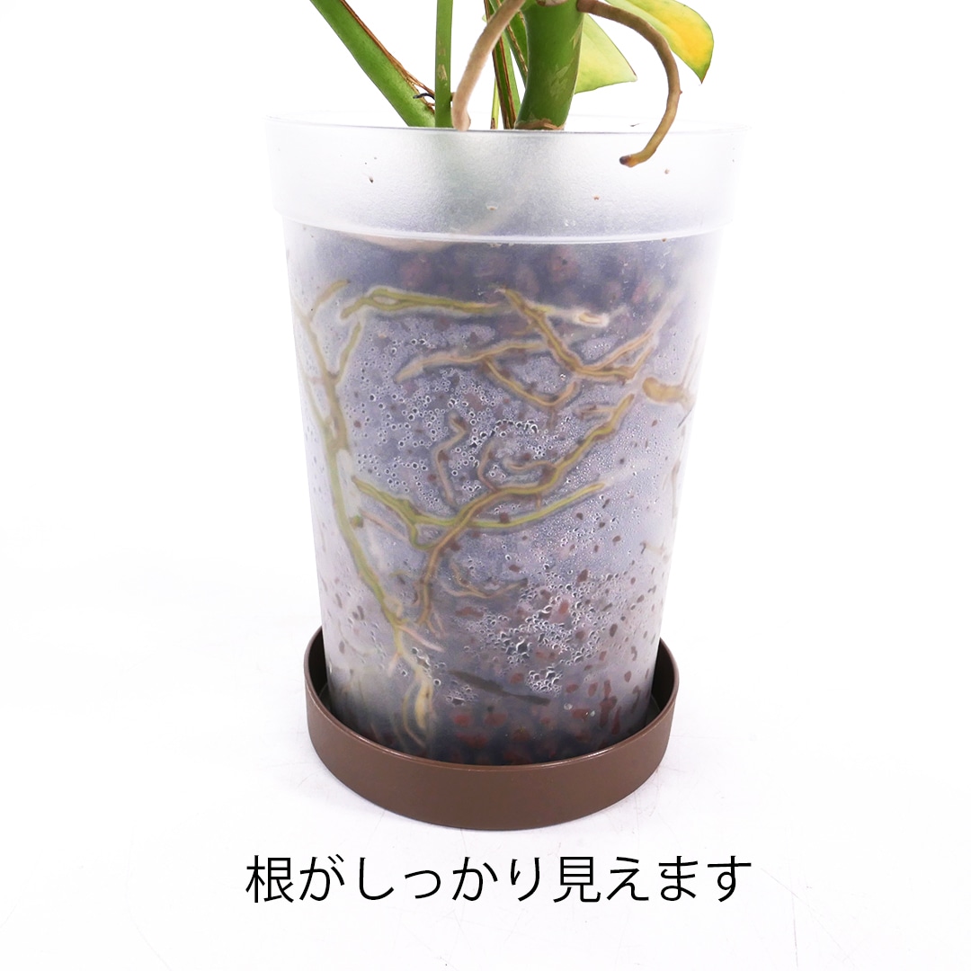 ハイドロ9.0cmL苗フロストポット皿付【フィロデンドロン 'ホワイト プリンセス'】