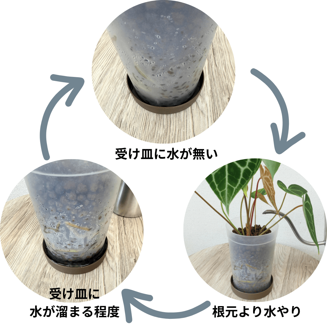 ハイドロ9.0cmL苗フロストポット皿付【フィロデンドロン 'ホワイト プリンセス'】