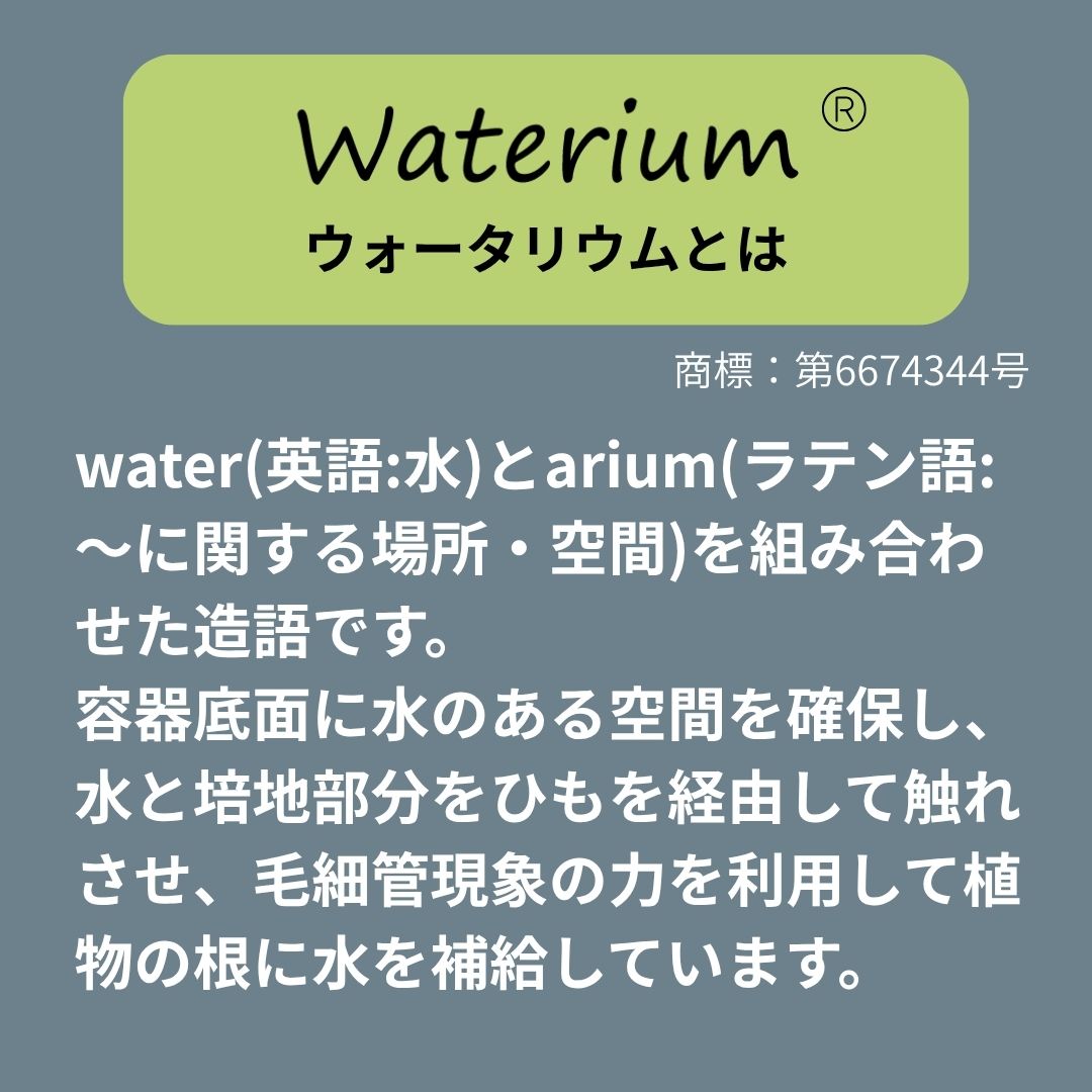 【送料無料】ウォータリウムビーカーM100ml 3個セット ハイドロコーン植え