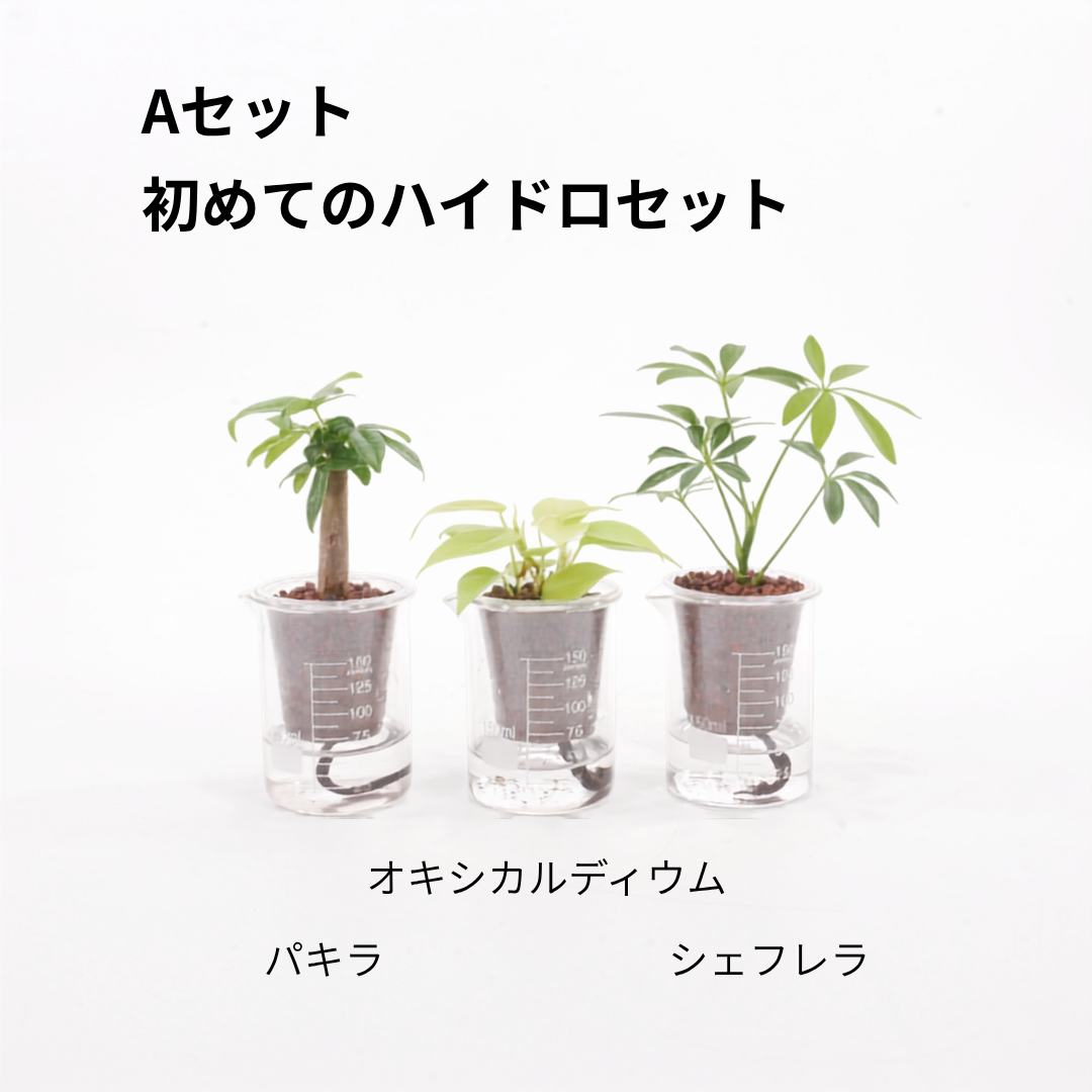 【送料無料】ウォータリウムビーカーM100ml 3個セット ハイドロコーン植え