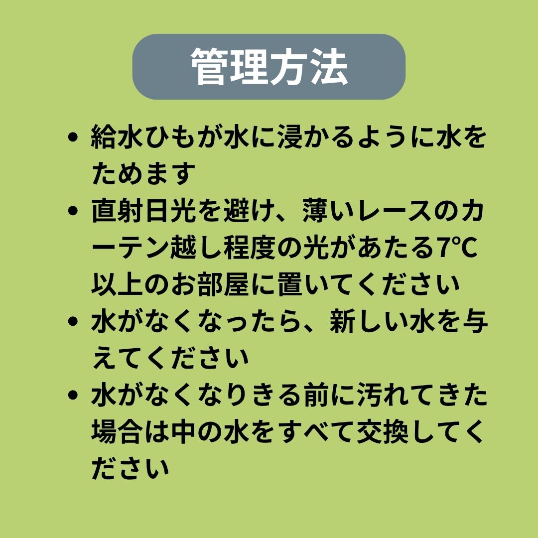 【送料無料】ウォータリウムビーカーM100ml 3個セット ハイドロコーン植え