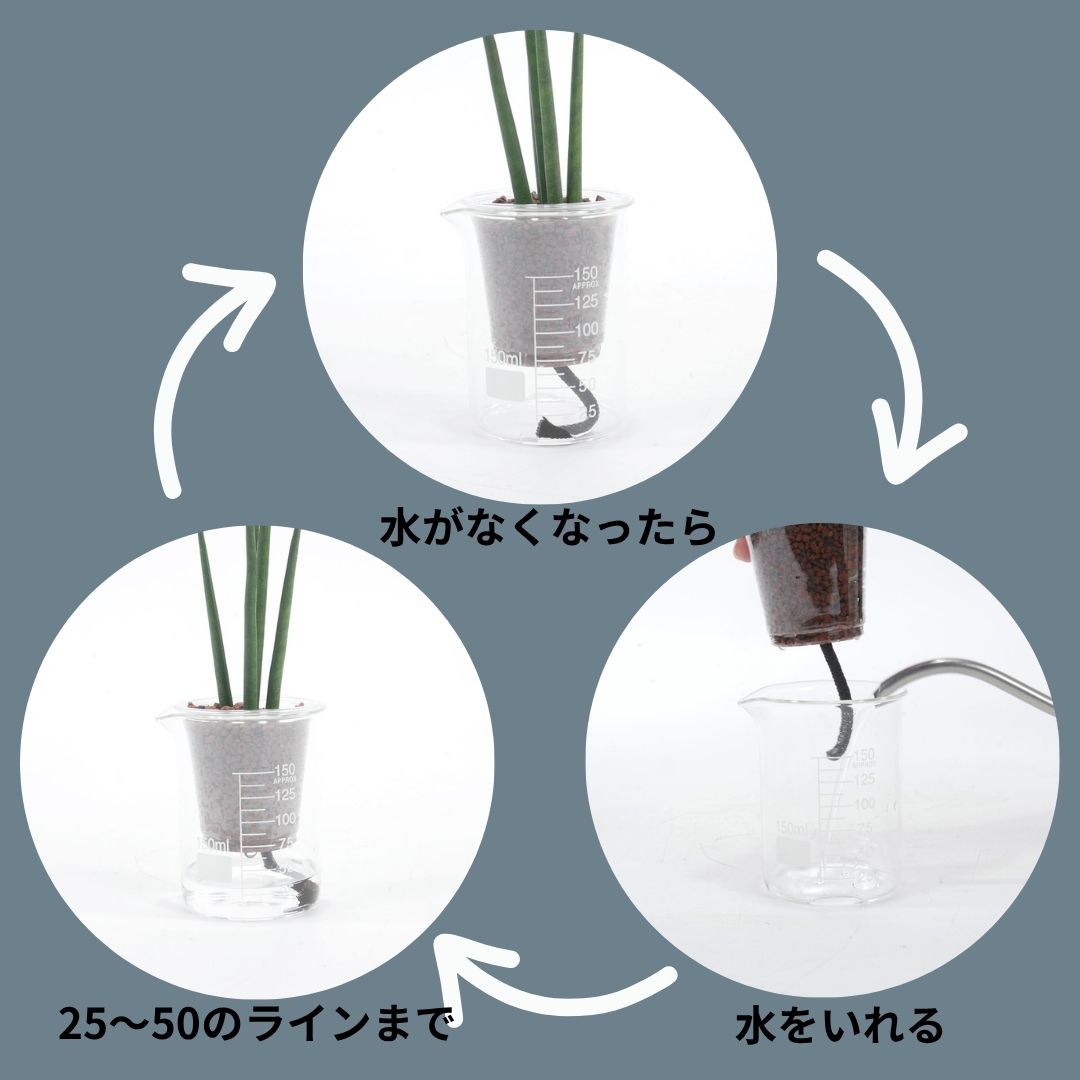 【送料無料】ウォータリウムビーカーM100ml 3個セット ハイドロコーン植え