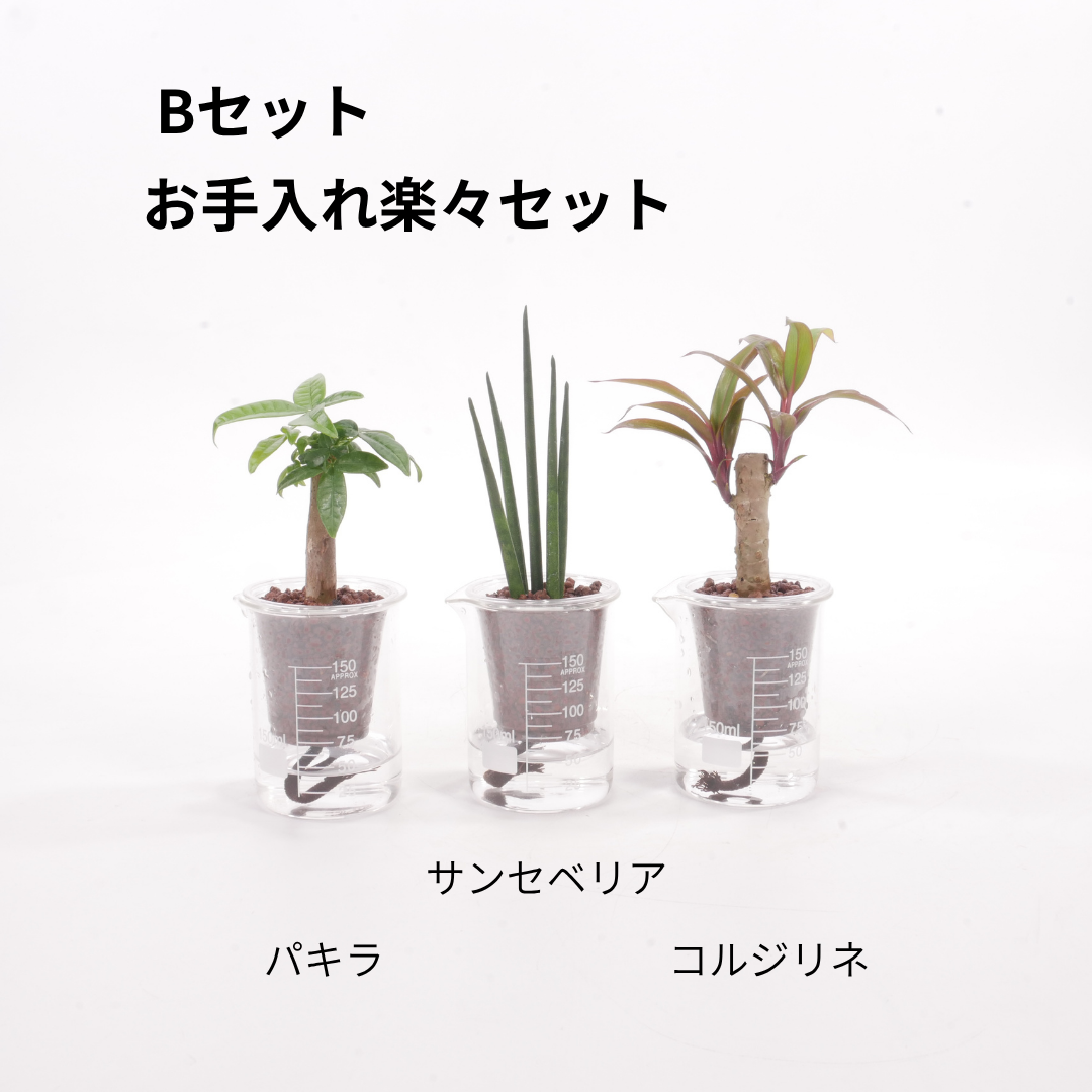 【送料無料】ウォータリウムビーカーM100ml 3個セット ハイドロコーン植え