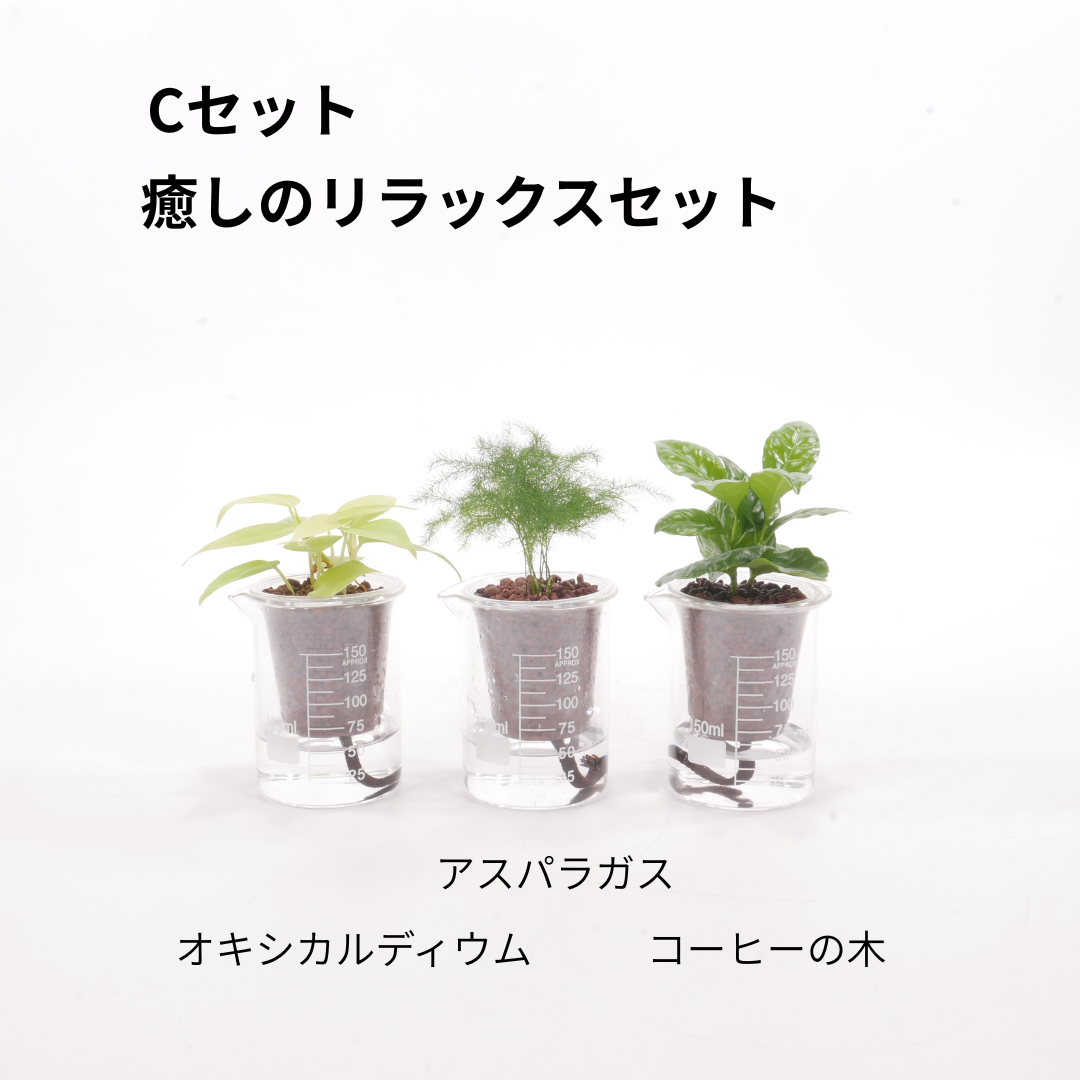 【送料無料】ウォータリウムビーカーM100ml 3個セット ハイドロコーン植え