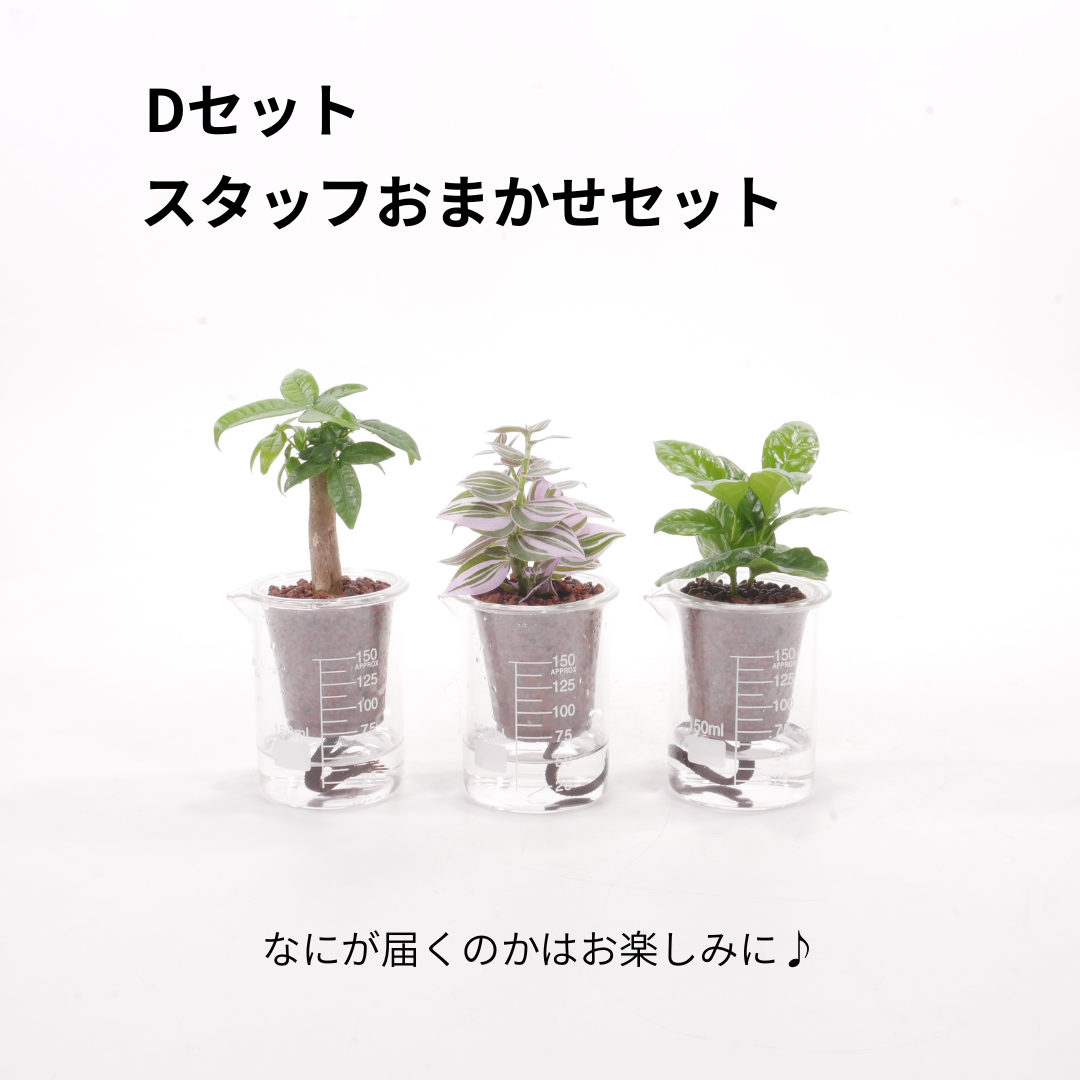 【送料無料】ウォータリウムビーカーM100ml 3個セット ハイドロコーン植え
