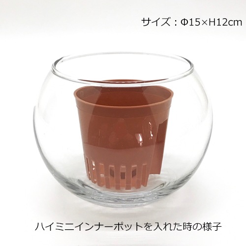バルンボール150の鉢