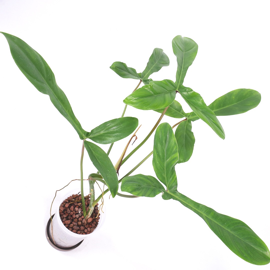 ハイドロ9.0cmL苗フロストポット皿付【フィロデンドロン sp '69686'】