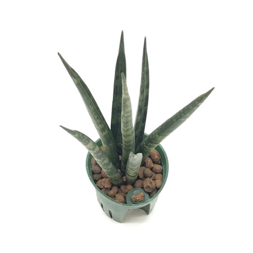 キュート苗（6Φ・2号）サンセベリア ステレット