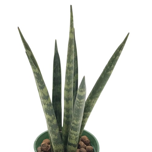 キュート苗（6Φ・2号）サンセベリア ステレット