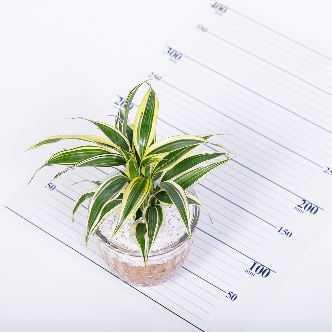 【鉢が選べる】レトロベース120　エコスギ植え【サンデリアーナ】