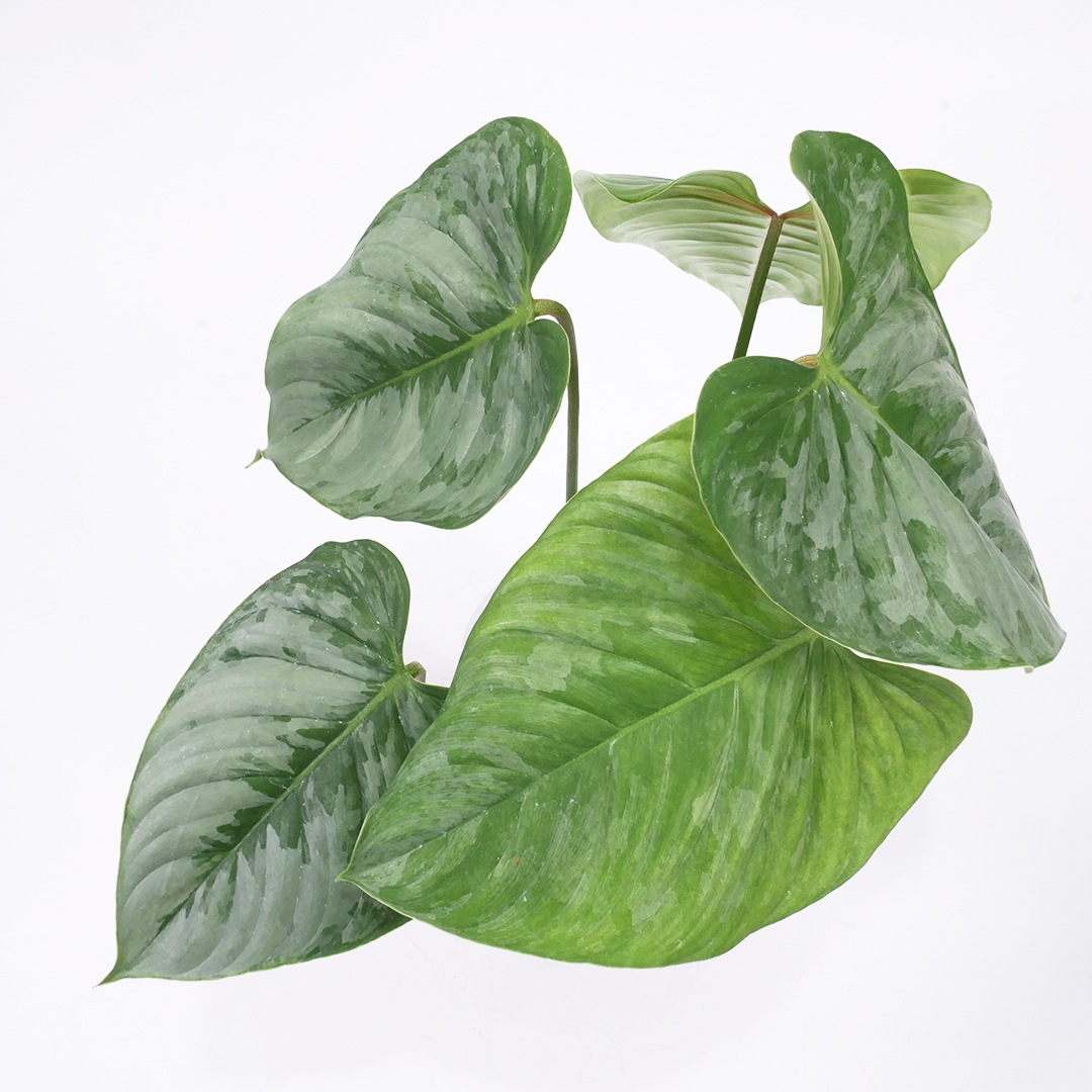 ハイドロ9.0cmL苗フロストポット皿付【フィロデンドロン・ソディロイ】