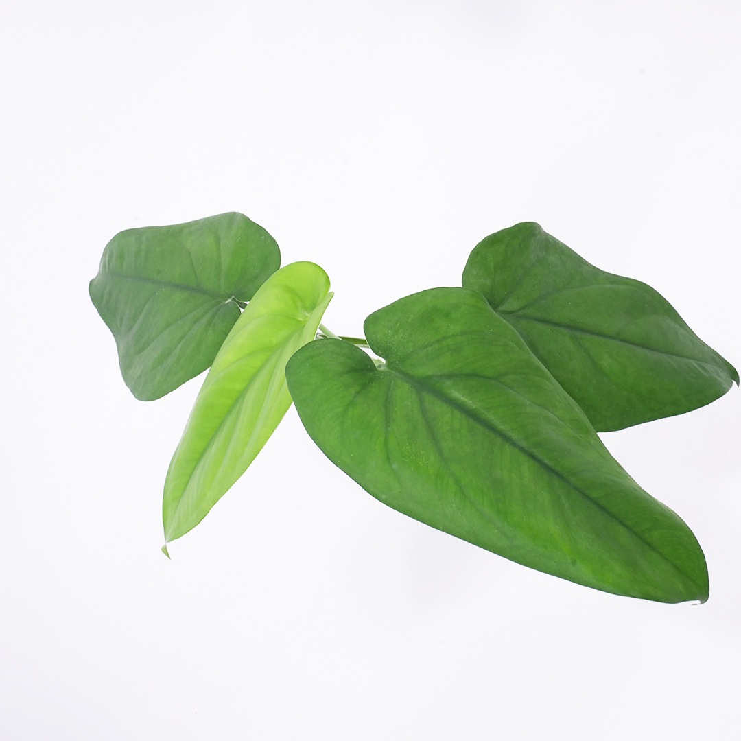 ハイドロ9.0cmL苗フロストポット皿付【シンゴニウム・チアペンセ】