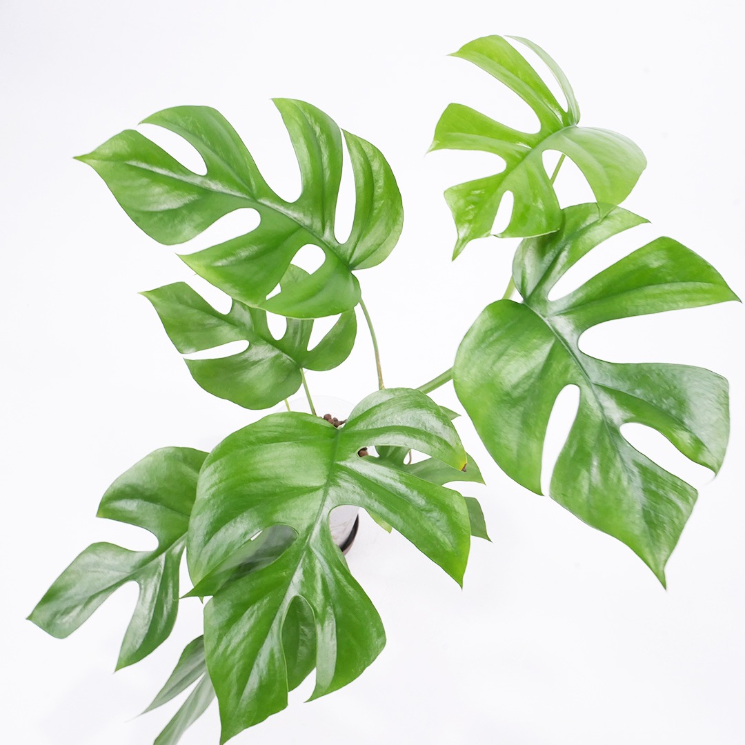 ハイドロ9.0cmL苗フロストポット皿付【ヒメモンステラ（ラフィドフォラ・テトラスペルマ）】