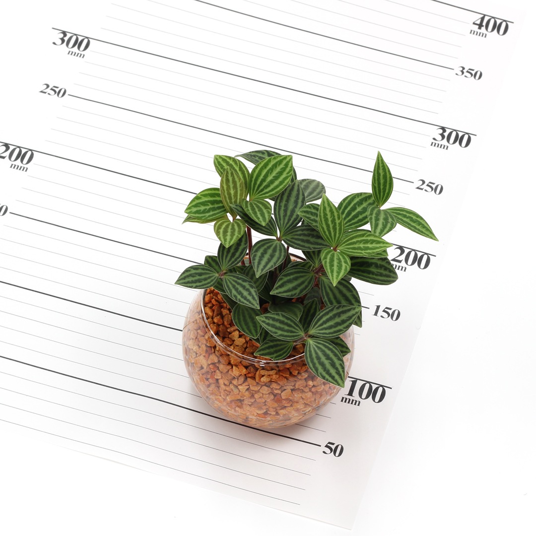 バルンボール100　ピュアライト植え　オレンジ　【ペペロミア　プテオラタ】