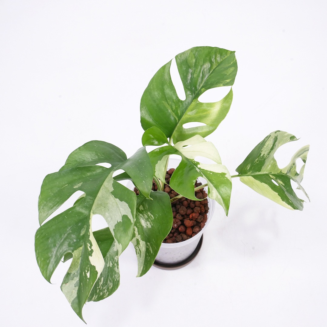 ハイドロ9.0cmL苗フロストポット皿付【ヒメモンステラ（ラフィドフォラ・テトラスペルマ）白斑】