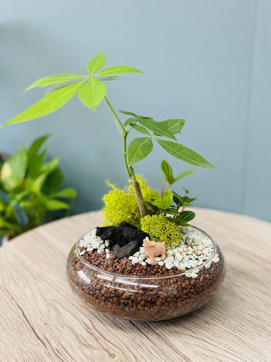 使用見本
植物、用土、フィギュア等はついていません。