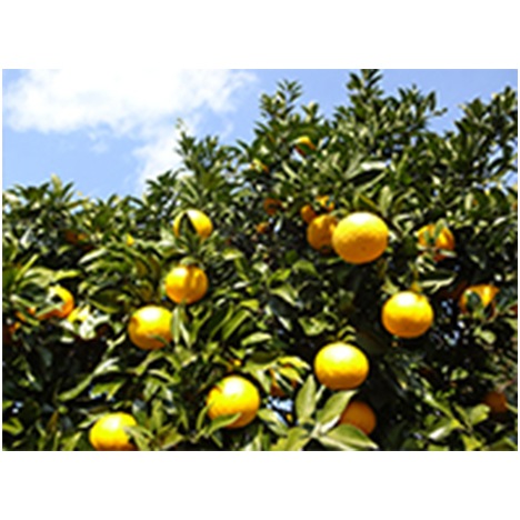 ����ߤ���Τ��� ����������