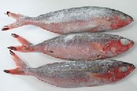 宮古島産 グルクン(冷蔵氷づめ) 【送料無料】 | 【業者様専用