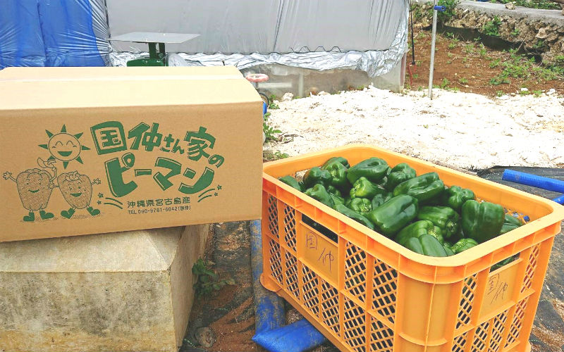 宮古島産 ピーマン (ちぐさ・A品) 10kg 【送料込】 | 【業者様専用