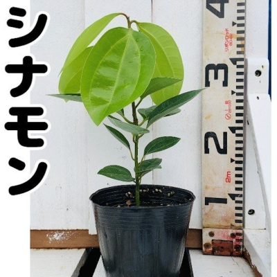 シナモン (苗木) 【送料無料】 | 苗木・種,苗木・種・切枝